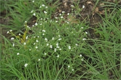 Heliotropium strigosum